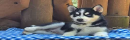 Siberian Husky dogs for sale: Fonzo - Ad 3