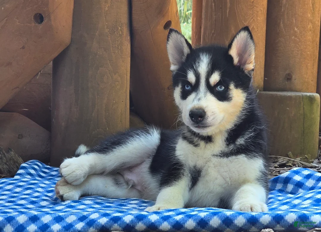 Siberian Husky dogs for sale: Fonzo - Ad 3