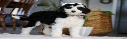 Sheepadoodle dogs for sale: Thumper - Ad 3