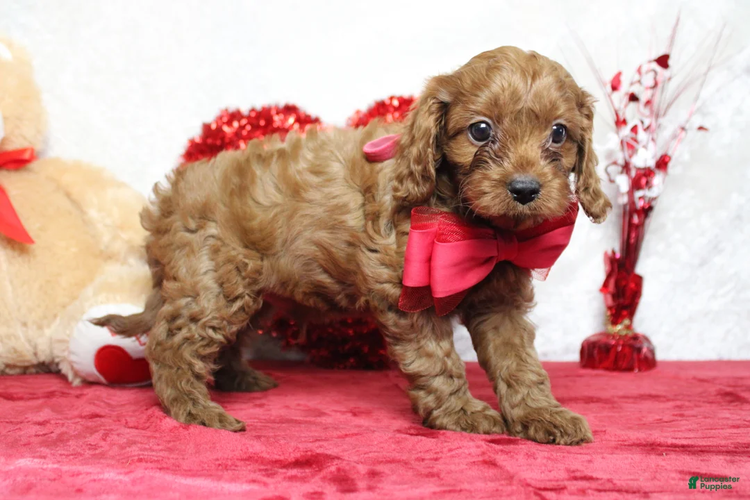 Cavapoo dogs for sale: Cinnamon  - Ad 2