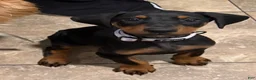Doberman Pinscher dogs for sale: Kyoshi - Ad 3