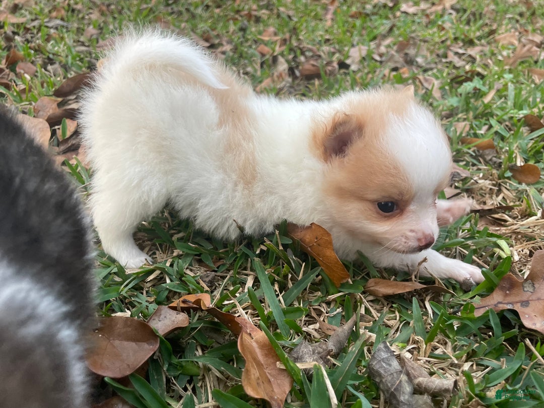 Pomeranian dogs for sale: Pomeranian Puppy 2 - Ad 5