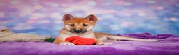 Shiba Inu dogs for sale: Luna - Ad 14