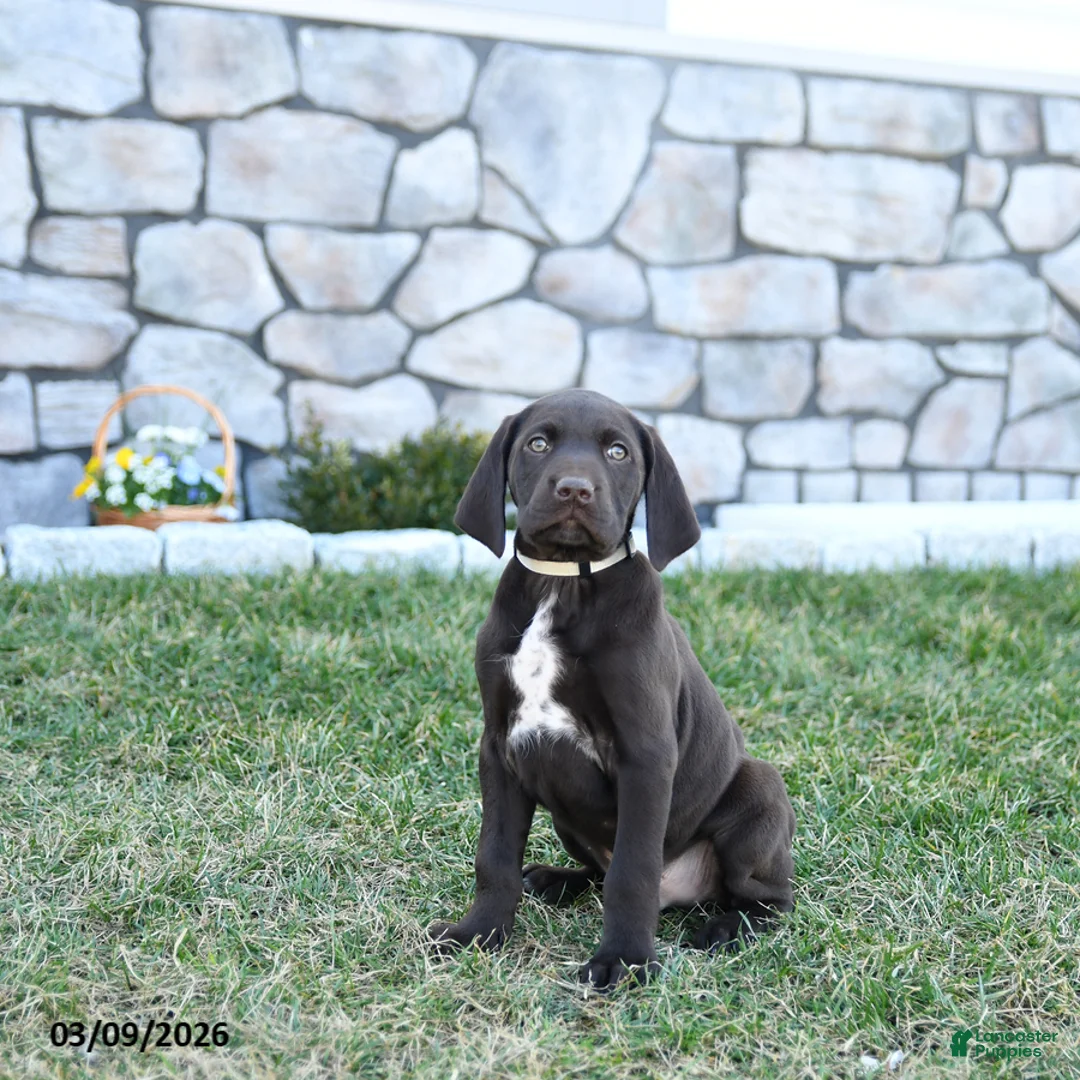 German Shorthaired Pointer dogs for sale: Thor - Ad 1