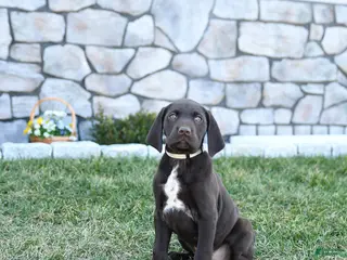 German Shorthaired Pointer dogs for sale: Thor - Ad 3