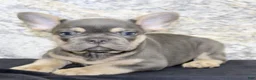 French Bulldog dogs for sale: Tucker - Ad 6