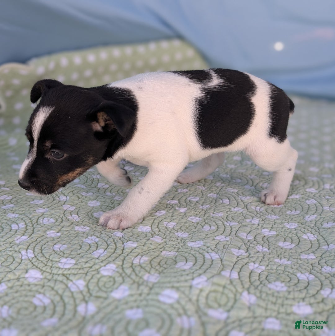 Rat Terrier dogs for sale: Poppy - Ad 9