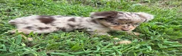 Miniature Australian Shepherd dogs for sale: Miniature Australian Shepherd 5 - Ad 2