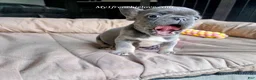 French Bulldog dogs for sale: Sea - Ad 3