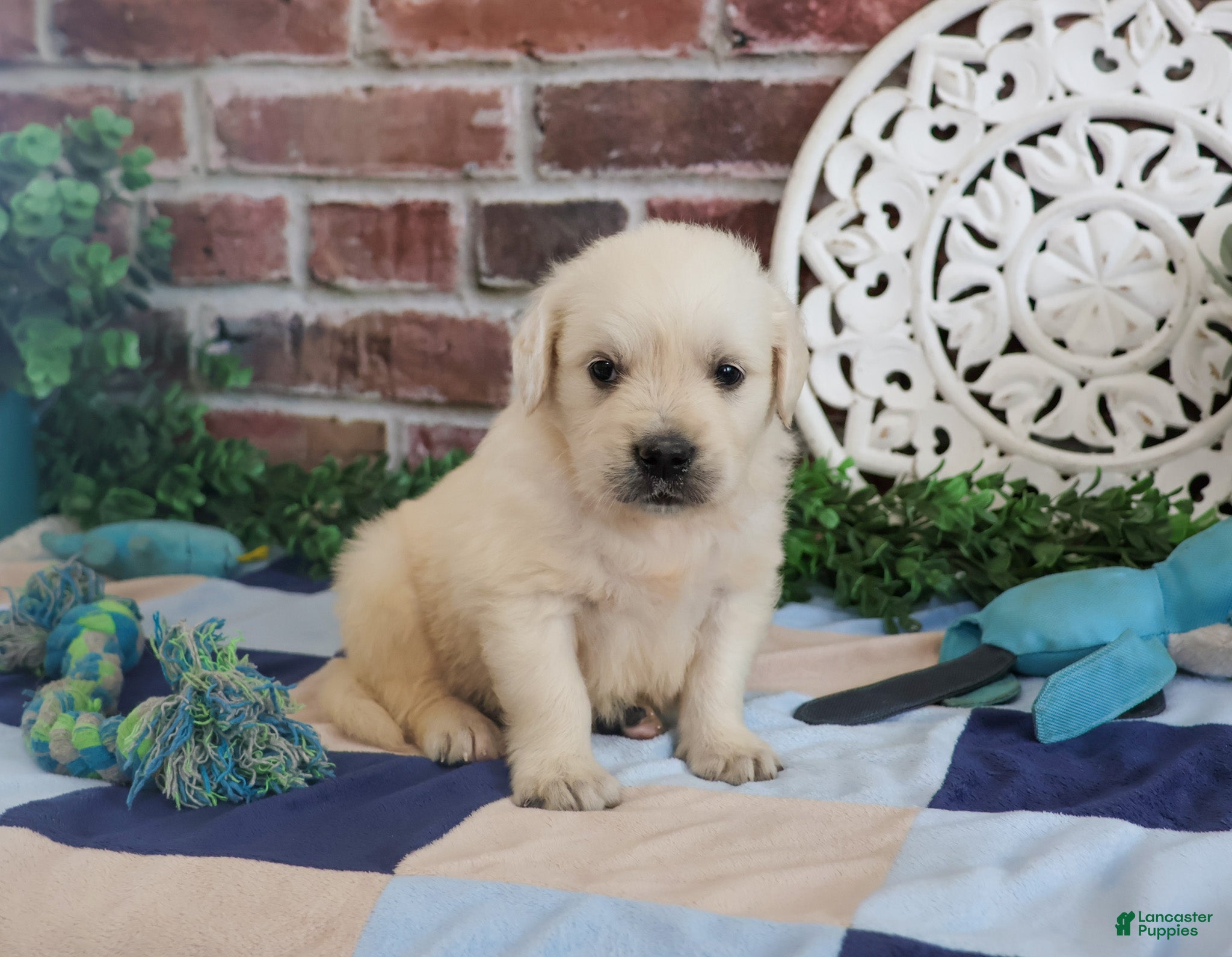 Golden Retriever dogs Turbo - Ad 13