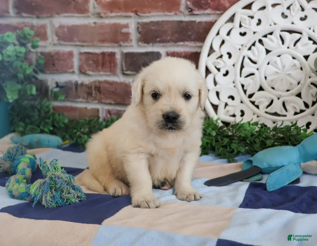 Golden Retriever dogs for sale: Turbo - Ad 1
