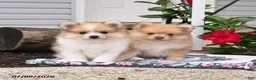 Pomeranian dogs for sale: Honey Bee - Ad 3