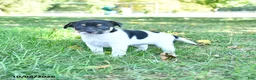 Rat Terrier dogs for sale: Rubble - Ad 3