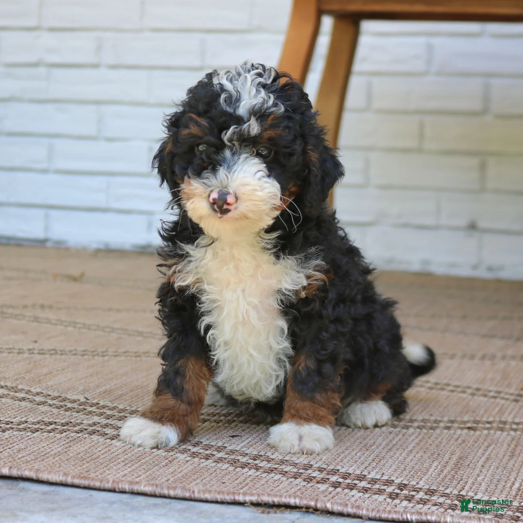 Mini Bernedoodle dogs for sale: Hannah  - Ad 2