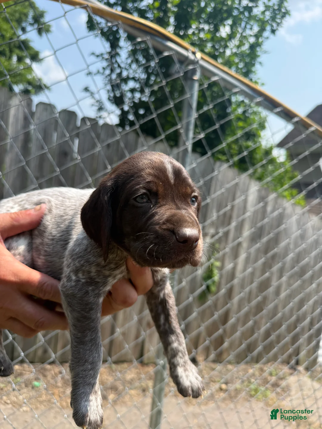 German Shorthaired Pointer dogs for sale: Max - Ad 2
