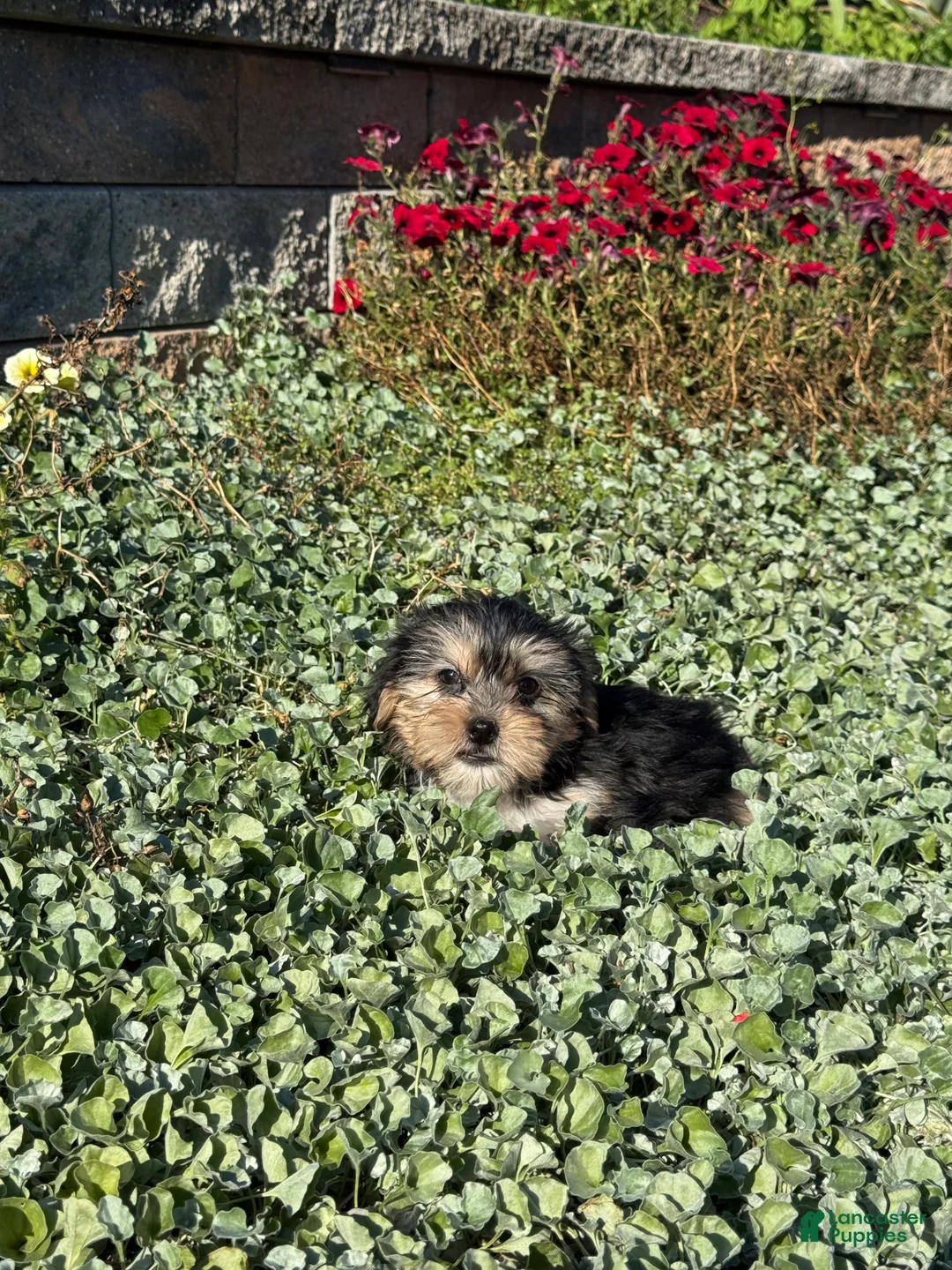 Shorkie dogs for sale: Austin  - Ad 4