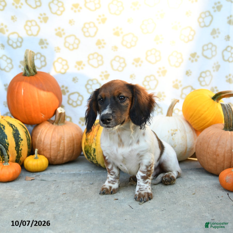 Mixed Breed dogs Archie - Ad 2