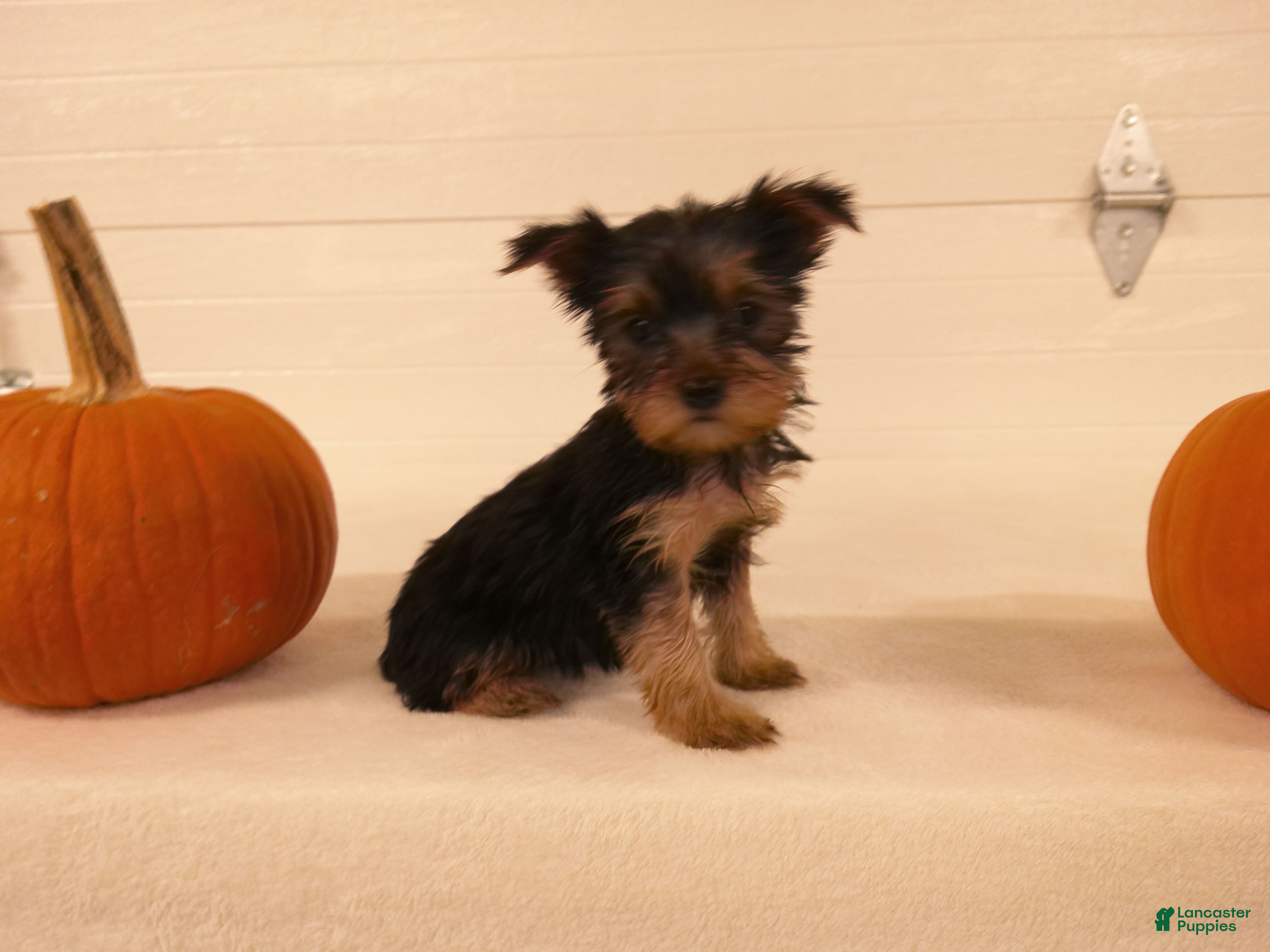 Yorkshire Terrier dogs for sale: Abby  - Ad 2
