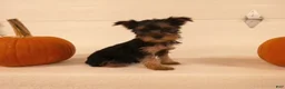Yorkshire Terrier dogs for sale: Abby  - Ad 2