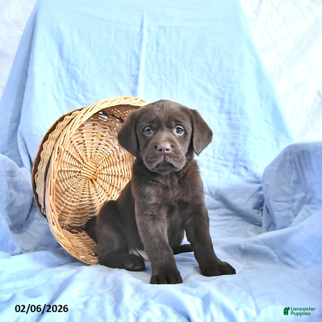 Labrador Retriever dogs for sale: Dusty - Ad 1
