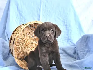 Labrador Retriever dogs Dusty - Ad 26