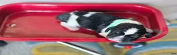 English Springer Spaniel dogs for sale: Everest  - Ad 5