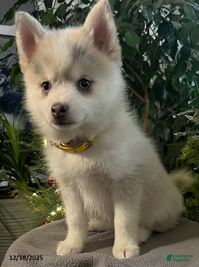 Pomsky dogs Heidi - Ad 5