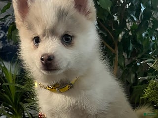 Pomsky dogs Heidi - Ad 3