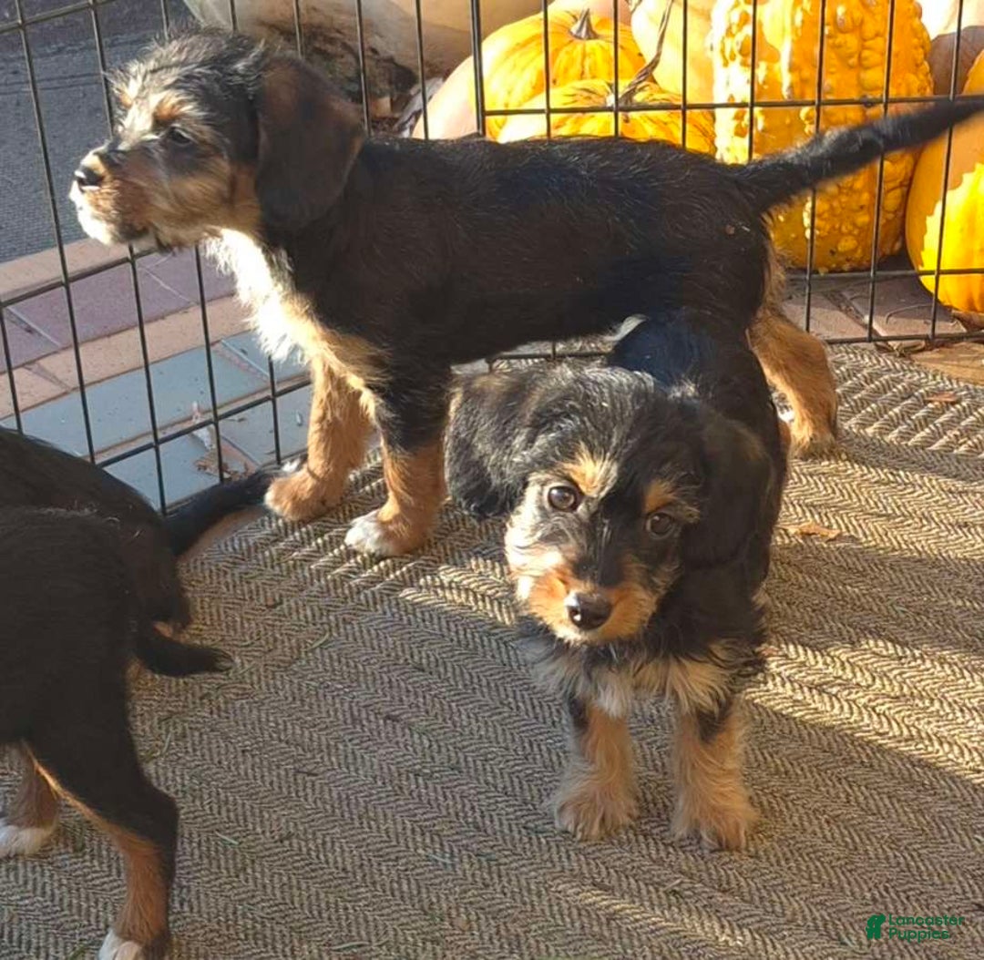 Yorkiepoo dogs for sale: Yorkiepoo Puppy 2 - Ad 8