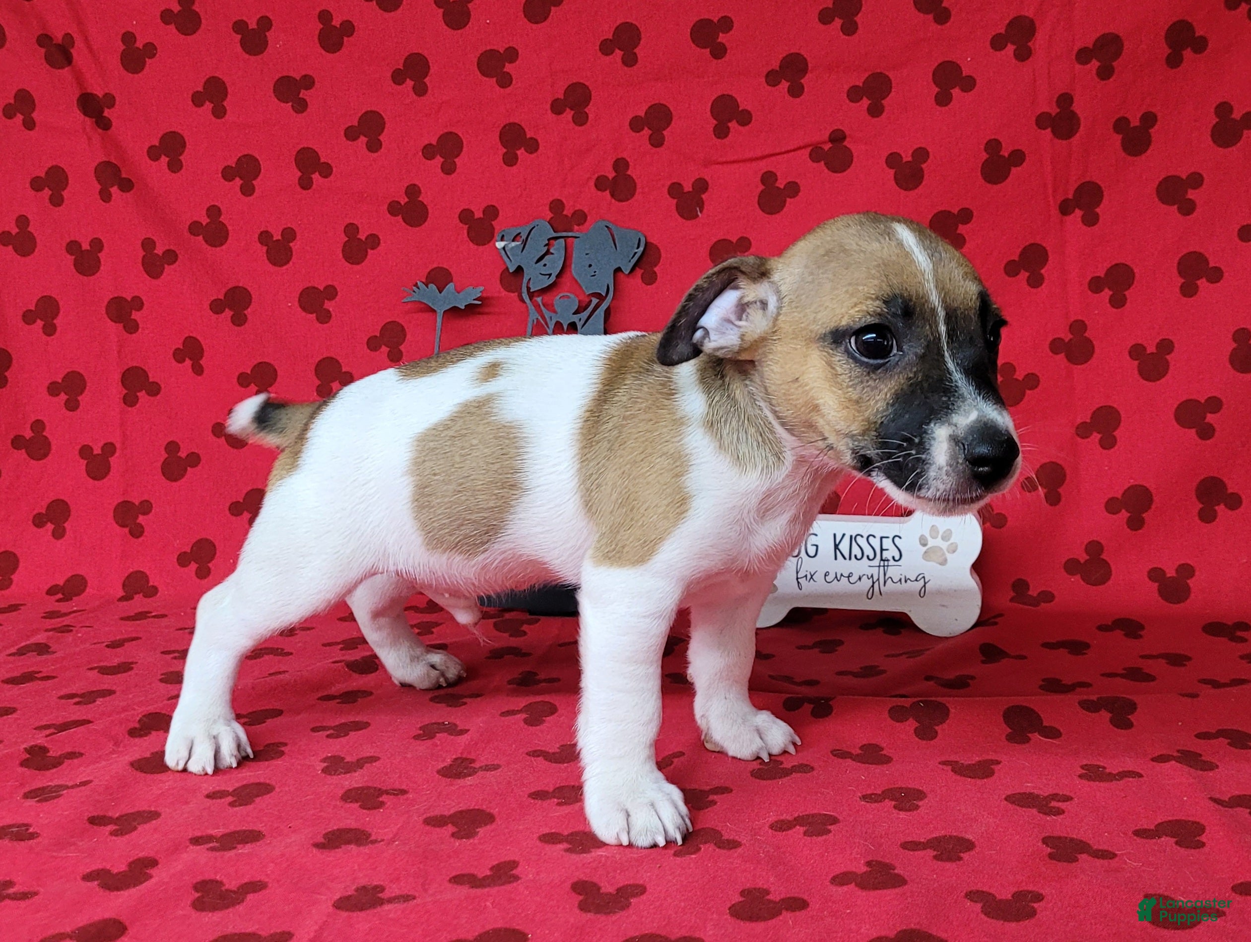 Jack Russell Terrier dogs Pyro CKC Reg male  - Ad 1