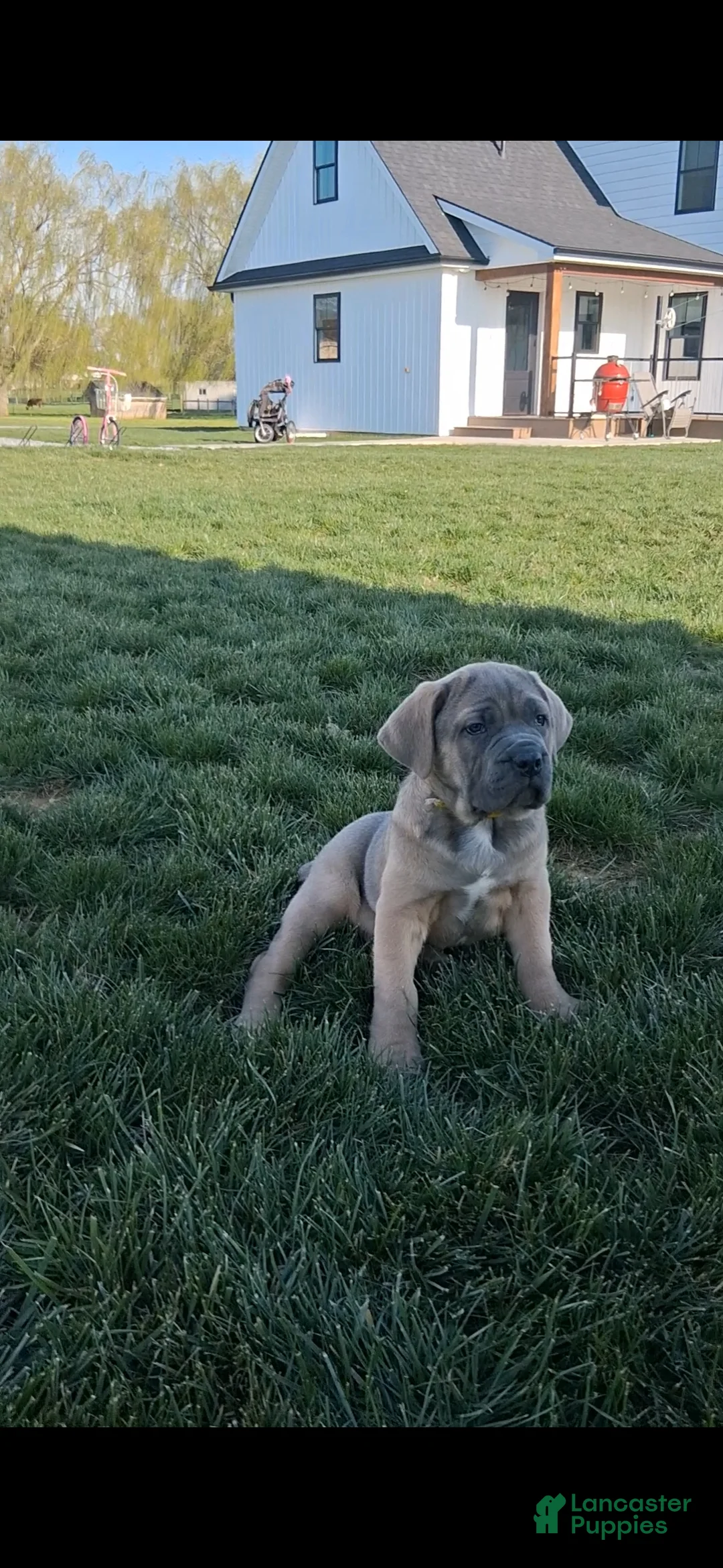 Cane Corso dogs for sale: Brenda - Ad 2