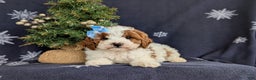 Cavapoo dogs for sale: Ariana Hypoallergenic - Ad 6