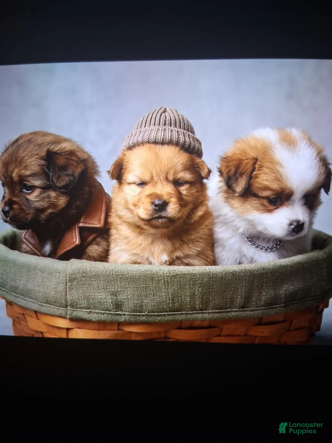 Pomsky dogs for sale: Mina - Ad 2