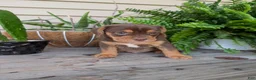 Beabull dogs for sale: Winston  - Ad 9