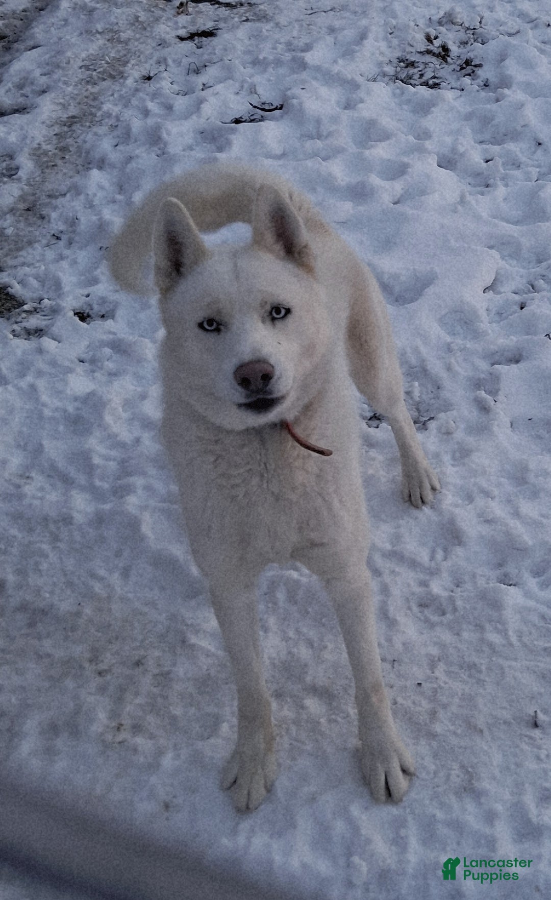 Siberian Husky dogs for sale: Duke - Ad 1