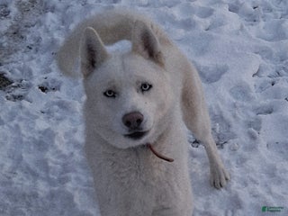 Siberian Husky dogs Duke - Ad 27