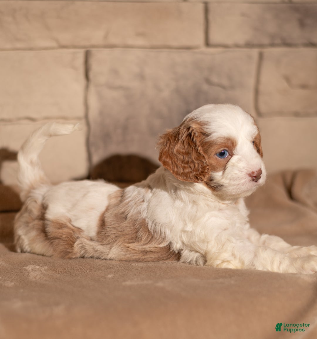 Cavapoo dogs for sale: Theo - Ad 7