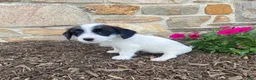 Mixed Breed dogs for sale: Dolly - Ad 3