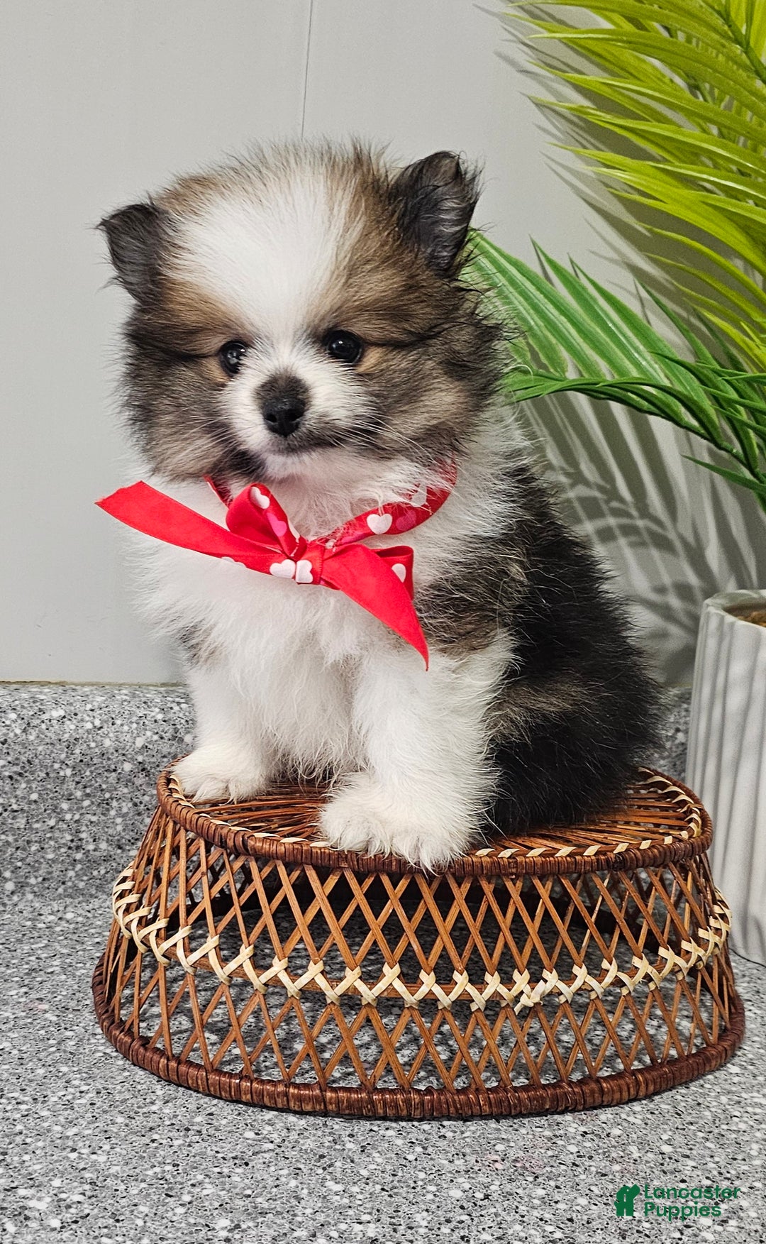 Pomeranian dogs for sale: Snickers - Ad 10