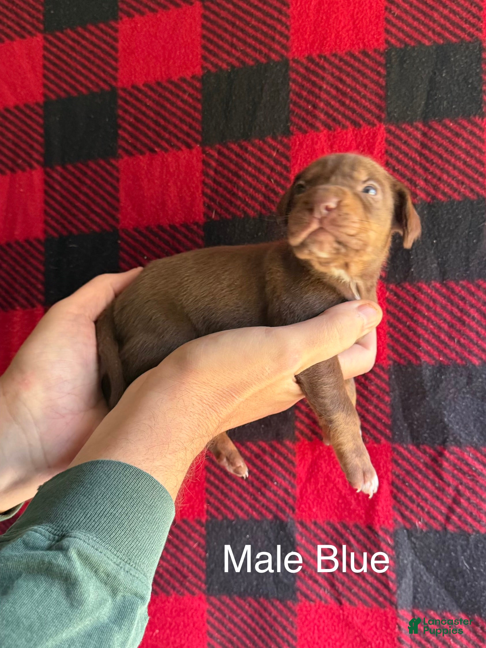 Catahoula Leopard Dog dogs Catahoula Leopard Dog Puppy 2 - Ad 1