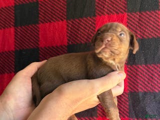 Catahoula Leopard Dog dogs Catahoula Leopard Dog Puppy 2 - Ad 3