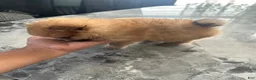 Pomeranian dogs for sale: Pomeranian 1 - Ad 3