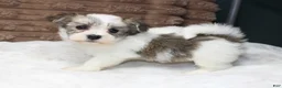 Havanese dogs for sale: Luna - Ad 1