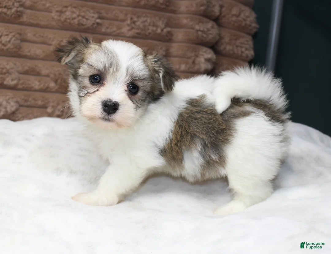 Havanese dogs for sale: Luna - Ad 1
