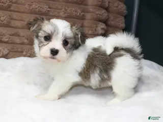 Havanese dogs Luna - Ad 4