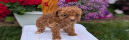Toy Poodle dogs for sale: Luna - Ad 9