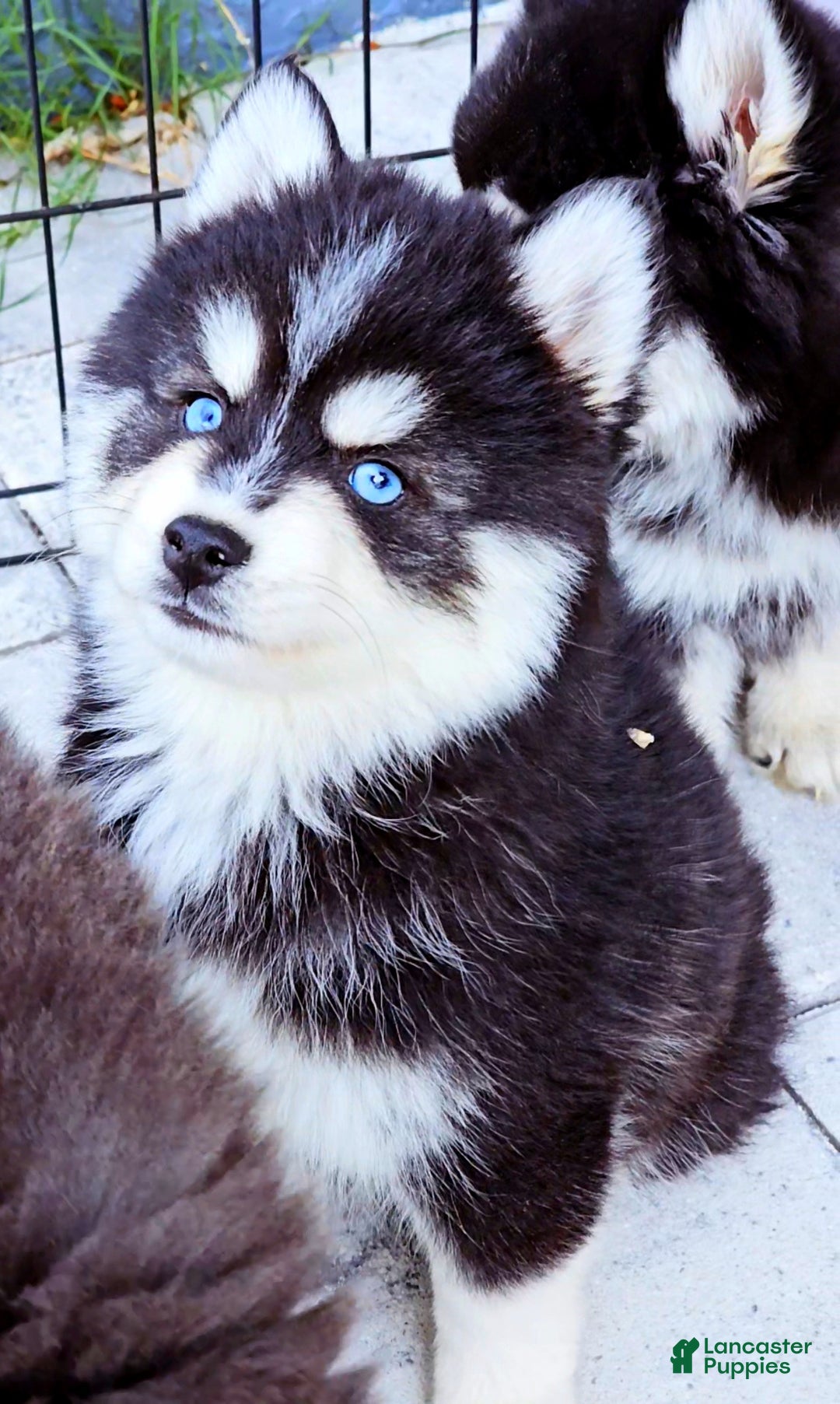 Pomsky dogs for sale: Damon - Ad 7