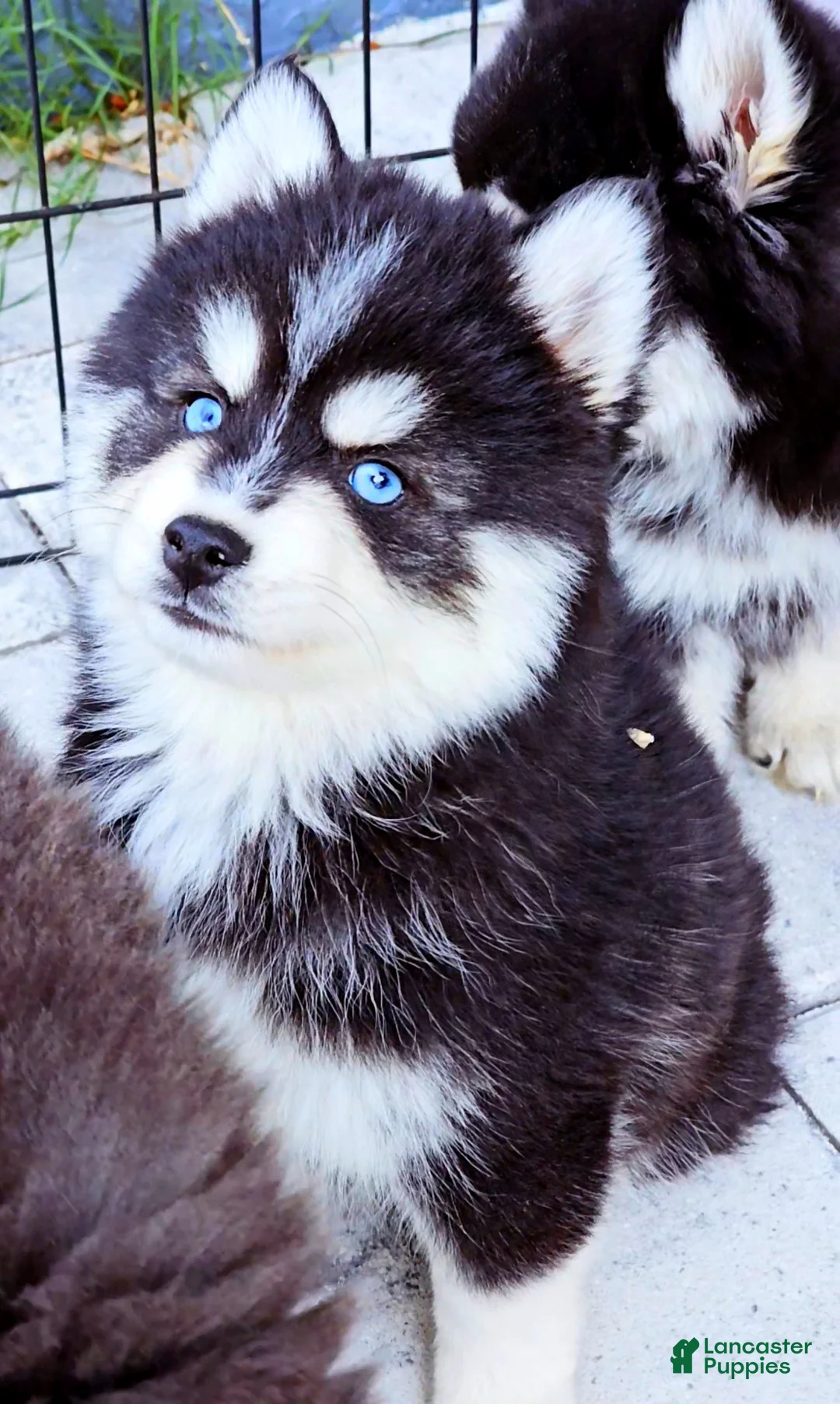 Pomsky dogs for sale: Damon - Ad 7