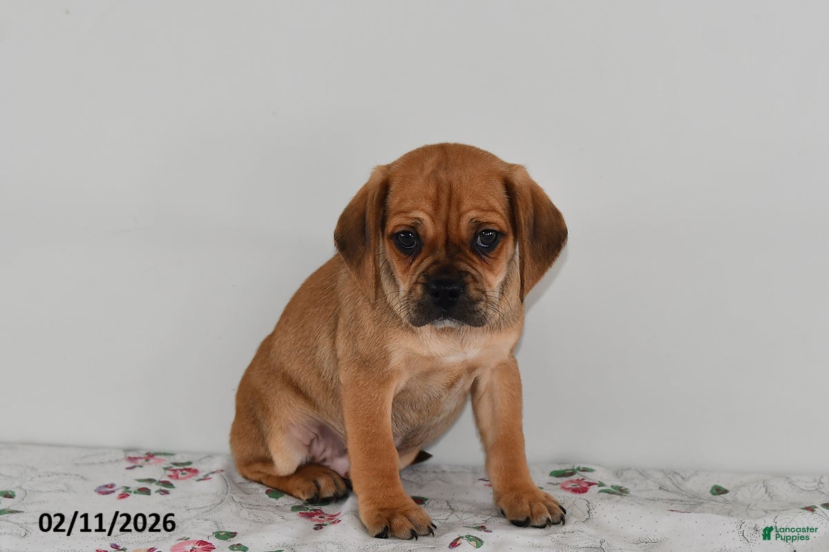 Puggle dogs Calvin - Ad 2