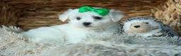 Maltese dogs for sale: PACO - Ad 16